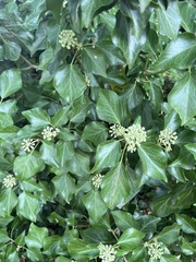 Hedera helix