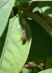 Agapostemon virescens