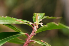 Tasmannia lanceolata