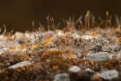 Tortula muralis muralis