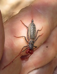 Mastigoproctus tohono