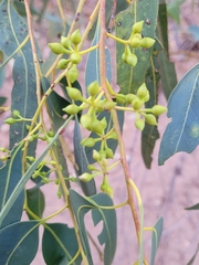 Eucalyptus camaldulensis