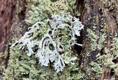 Lecanoromycetes