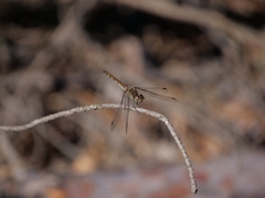 Sympetrum striolatum