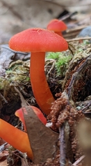 Hygrocybe