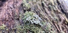 Lecanoromycetes