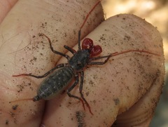 Mastigoproctus tohono