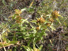 Gentiana cruciata