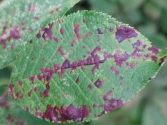 Pucciniastrum areolatum