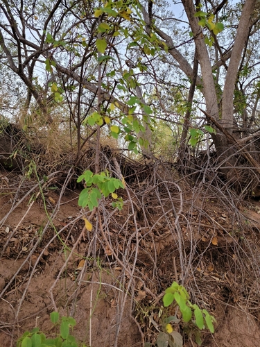Phyllanthus ciccoides observed 2022-08-24