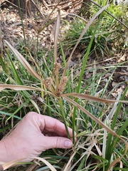 Cyperus