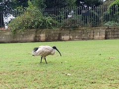 Threskiornis molucca