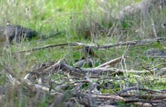 Ptilotula penicillata