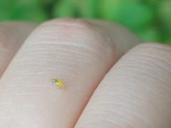 Aphidomorpha