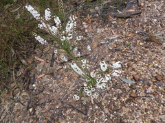 Epacris microphylla