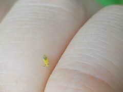 Aphidomorpha