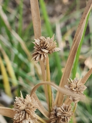 Cyperus