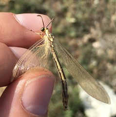 Myrmecaelurus trigrammus