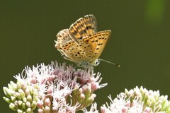 Lycaena tityrus