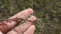 Euphorbia seguieriana