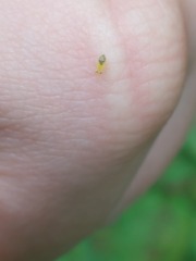 Aphidomorpha