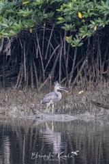 Ardea sumatrana