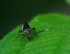 Hemithyrsocera histrio