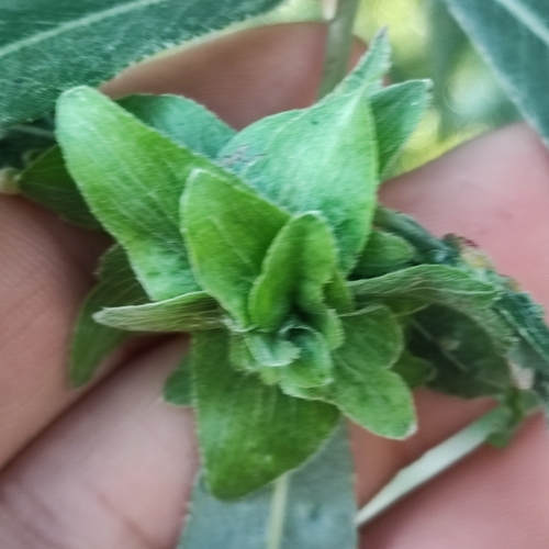 Willow Rose Gall Midge, 6579 Kekerdom, Nederland, photo 10 of 10