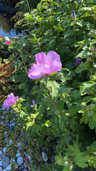 Hibiscus syriacus