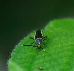 Hemithyrsocera histrio