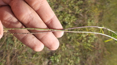 Euphorbia seguieriana