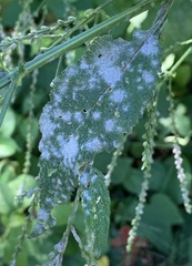 Golovinomyces cichoracearum
