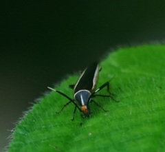 Hemithyrsocera histrio