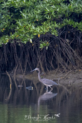 Ardea sumatrana