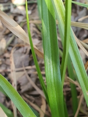 Cyperus