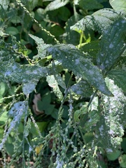 Golovinomyces cichoracearum
