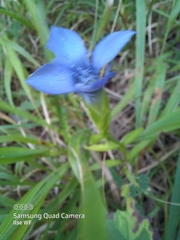 Gentianopsis ciliata