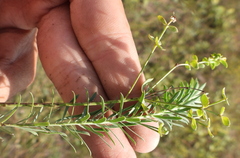 Euphorbia seguieriana