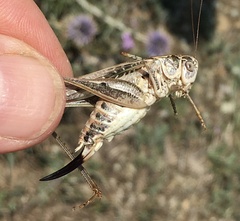 Platycleis affinis