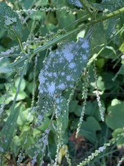 Golovinomyces cichoracearum