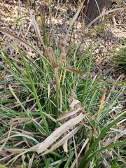 Cyperus