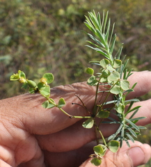 Euphorbia seguieriana