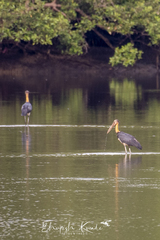 Leptoptilos javanicus