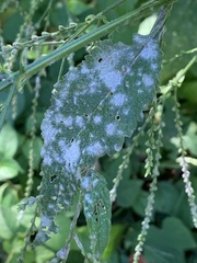 Golovinomyces cichoracearum