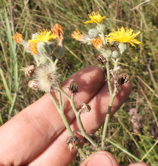 Pilosella echioides