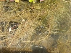 Nasturtium officinale