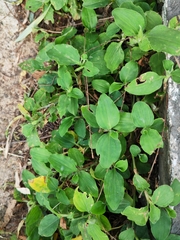 Commelina benghalensis