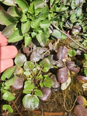 Nasturtium officinale