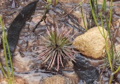 Stylidium lineare