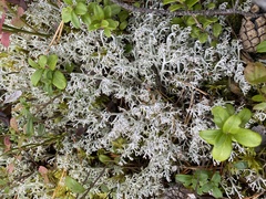 Cladonia rangiferina